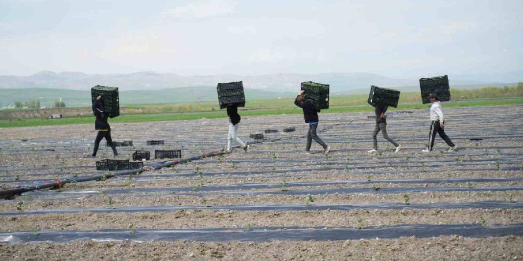 Tadı ve aroması fark yaratıyor! 2026’da 240 binden fazla üretim hedefleniyor 1